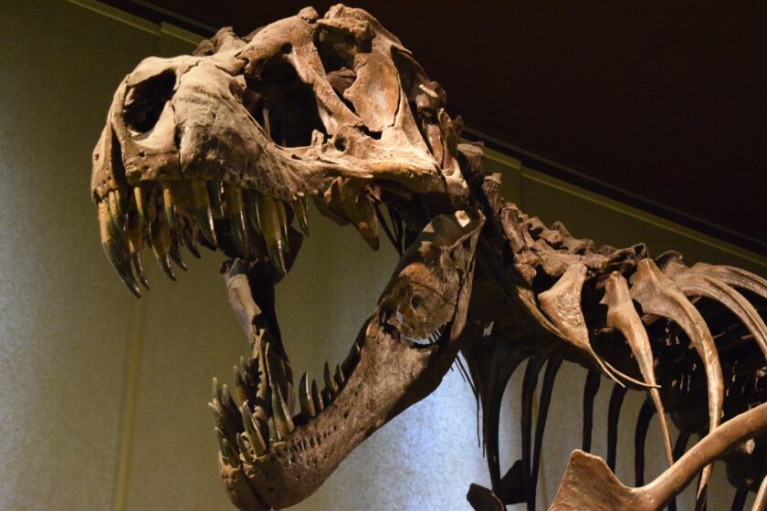 l’immagine rappresenta un velociraptor, presente in uno dei musei di Milano 
