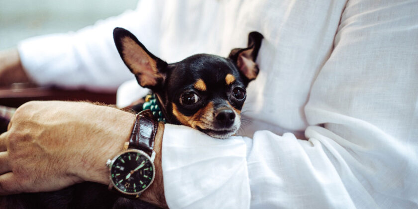 chihuahua cane lusso