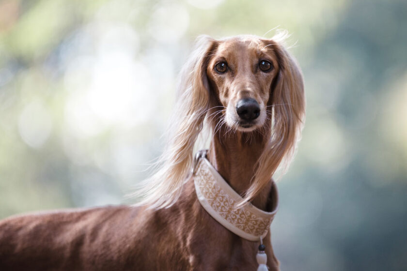 saluki cane lusso