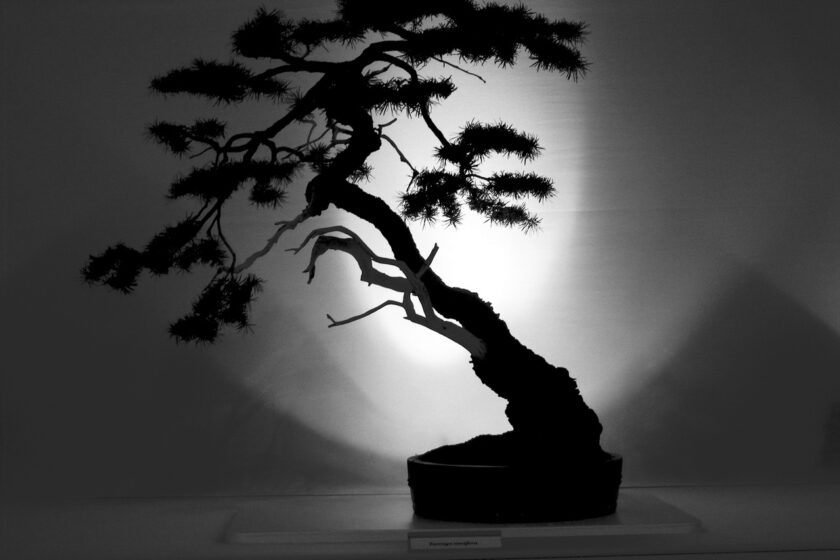 l’immagine rappresenta un bonsai