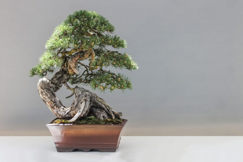 l’immagine rappresenta un bonsai